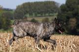 BOUVIER DES ARDENNES 248